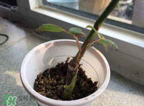 月季5月能插活嗎？月季花五月能插活嗎？
