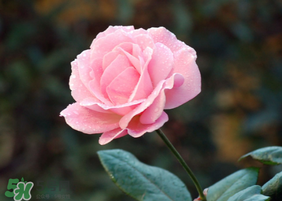 月季花5月扦插當(dāng)年會(huì)開花嗎？月季花的花期