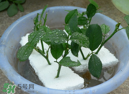 月季花什么時候插最好活？月季花怎么扦插成活率高？