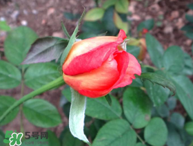 月季從有花苞到開花需要多久？月季花苞到開花要多久？