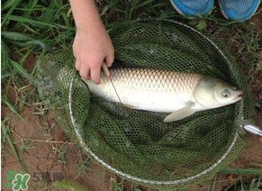 五月份能釣草魚嗎？五月份釣草魚用什么餌料？