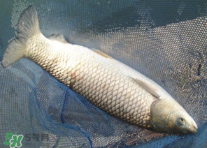 5月份怎么釣草魚？五月份怎么釣草魚？