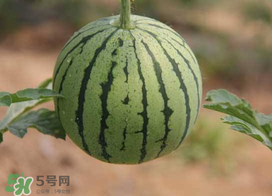 五月份可以種西瓜嗎？五月份怎么種西瓜？