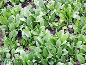 ?五月份能種菠菜嗎？5月份可以種菠菜嗎？