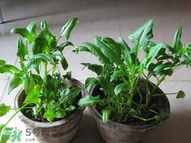 ?五月份能種菠菜嗎？5月份可以種菠菜嗎？