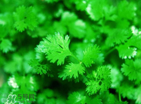 5月份能種香菜嗎？五月份能種香菜嗎？