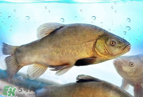 ?五月份吃什么魚？5月份吃什么魚？