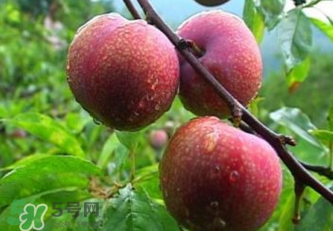 三華李種植幾年可掛果？三華李什么時候種植