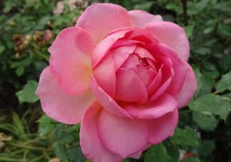 月季花5月扦插當(dāng)年會(huì)開(kāi)花嗎？月季花的花期