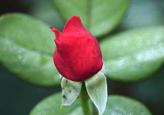 月季從有花苞到開(kāi)花需要多久？月季花苞到開(kāi)花要多久？