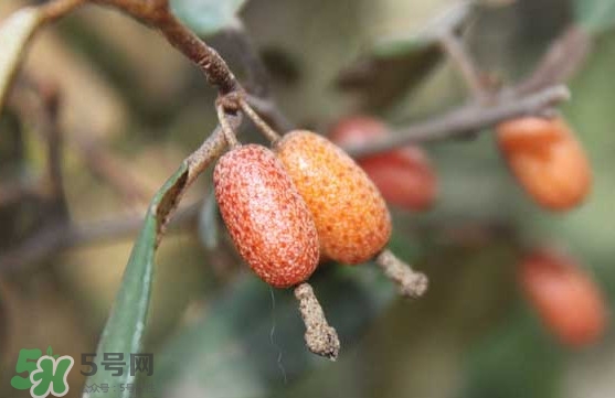 羊奶果怎么吃？羊奶果怎么種