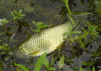 五月份能釣草魚嗎？五月份釣草魚用什么餌料？