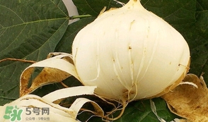 白地瓜孕婦能吃嗎？白地瓜孕婦可以吃嗎