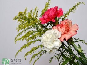 母親節(jié)送什么顏色的康乃馨？2017年母親節(jié)康乃馨推薦