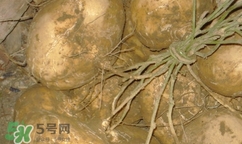 孕婦可以吃土瓜嗎？孕婦能吃土瓜嗎？