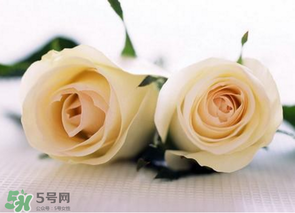 母親節(jié)可以送白玫瑰嗎？白玫瑰適合送什么人？