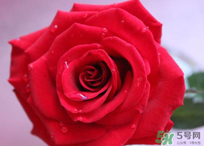 母親節(jié)送什么顏色的玫瑰花？母親節(jié)送幾朵玫瑰花？