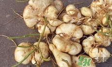 土瓜是涼性還是熱性？土瓜是寒性還是熱性？