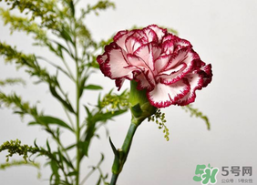 康乃馨可以放多久？康乃馨怎么養(yǎng)？