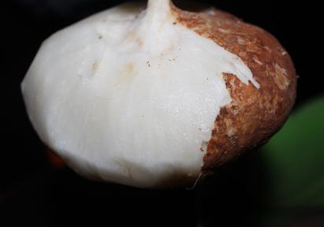 生吃土瓜有什么好處？土瓜生吃的功效與作用