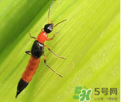 隱翅蟲和蚊蟲的區(qū)別？隱翅蟲和蚊蟲有什么不一樣？