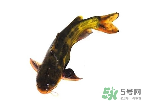 黃顙魚有毒嗎？黃顙魚的營(yíng)養(yǎng)價(jià)值