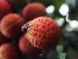 五月份有荔枝嗎？5月份有荔枝嗎？