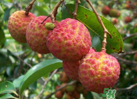 五月份有荔枝嗎？5月份有荔枝嗎？