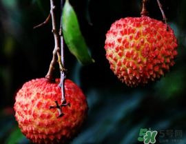 五月份有荔枝嗎？5月份有荔枝嗎？