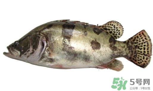 鱖魚怎么讀？鱖魚是什么魚