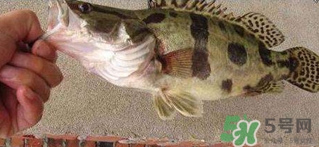 鱖魚是海魚嗎？鱖魚是淡水魚還是海魚