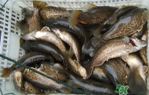 鱖魚是桂魚嗎？鱖魚和桂魚的區(qū)別
