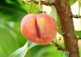李子一天可以吃幾個(gè)？李子一次能吃幾個(gè)？