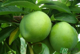 李子一天可以吃幾個(gè)？李子一次能吃幾個(gè)？