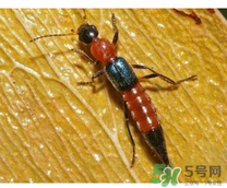 隱翅蟲和蚊蟲的區(qū)別？隱翅蟲和蚊蟲有什么不一樣？