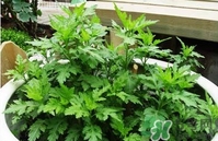 菊花腦是什么？菊花腦是野菊花嗎