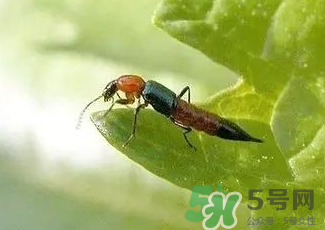 被隱翅蟲咬了后怎么辦？隱翅蟲如何預(yù)防和治療咬傷？