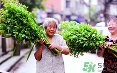 端午節(jié)前后出沒的毒蟲有哪些？端午節(jié)前后如何預(yù)防毒蟲？
