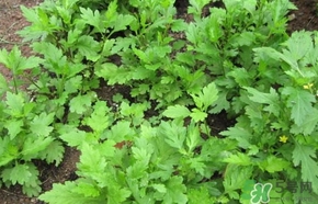 菊花腦怎么做好吃？菊花腦怎么做有營(yíng)養(yǎng)