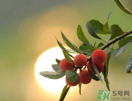 楊梅可以帶上飛機(jī)嗎？飛機(jī)能帶楊梅嗎？