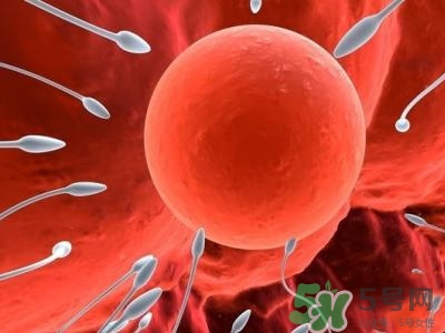 女性排卵全過(guò)程圖解 排卵有什么癥狀或感覺(jué)