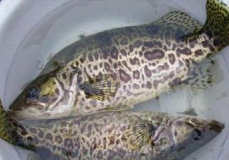 鱖魚是桂魚嗎？鱖魚和桂魚的區(qū)別