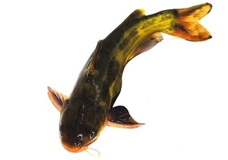 黃顙魚有毒嗎？黃顙魚的營養(yǎng)價值
