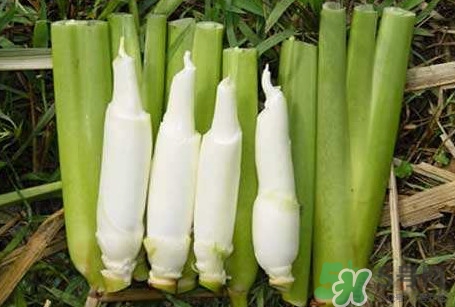 茭白怎么處理？茭白要去皮嗎