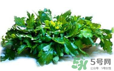 菊花腦是什么？菊花腦是野菊花嗎