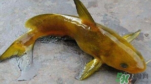 黃顙魚有毒嗎？黃顙魚的營(yíng)養(yǎng)價(jià)值