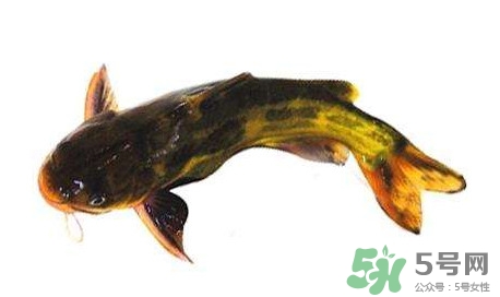 黃顙魚有毒嗎？黃顙魚的營(yíng)養(yǎng)價(jià)值