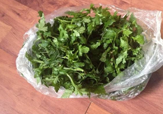 菊花腦怎么種？菊花腦怎么摘