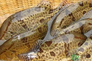 鱖魚是桂魚嗎？鱖魚和桂魚的區(qū)別