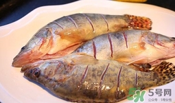 鱖魚是桂魚嗎？鱖魚和桂魚的區(qū)別
